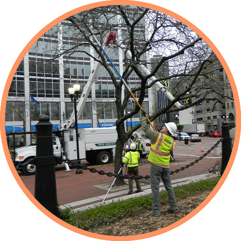 Foresters in an urban area inspecting a tree.