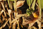 crop report-corn