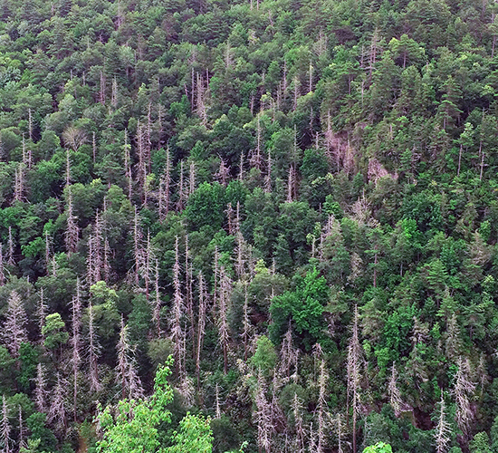 Aerial view of forest on hillside.