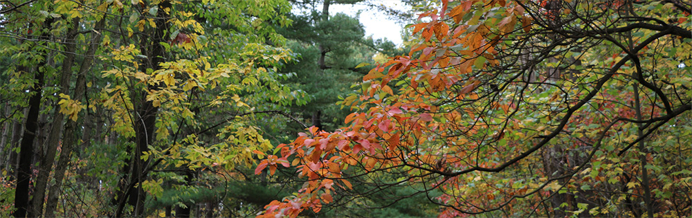 Fall colorful foliage.