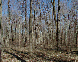 Darlington Woods trees without leaves.