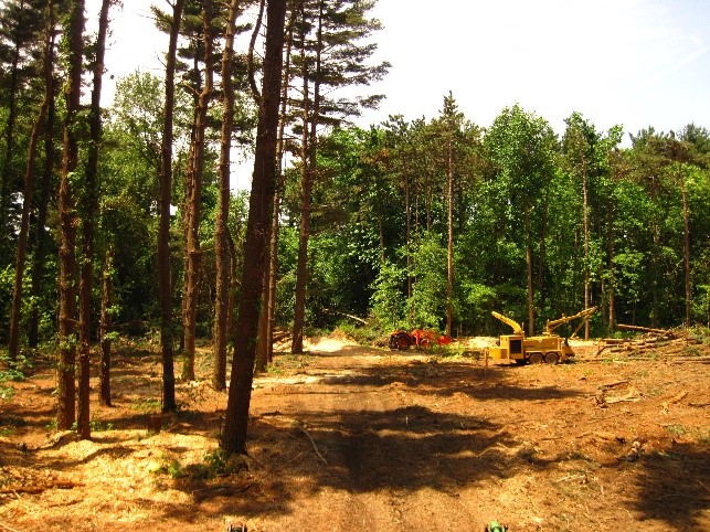 Cunningham Property Forest and Equipment