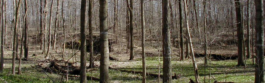 Forest area showing woodlands at the Darlington property.